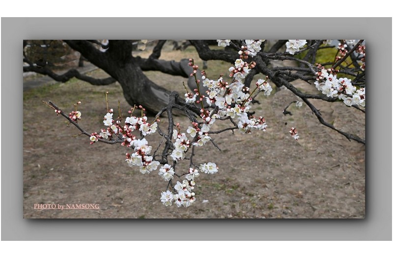 매화의 아름다움