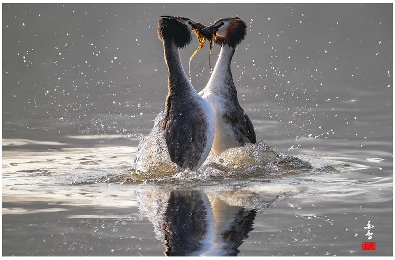 뿔논병아리 배치기