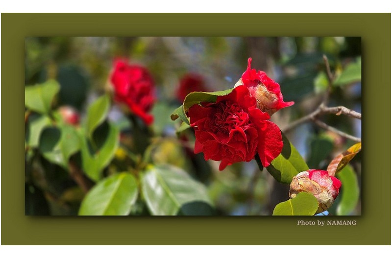 긴 겨울 추위를 이겨낸 동백 ---
