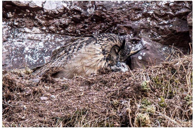 수리부엉이 모정