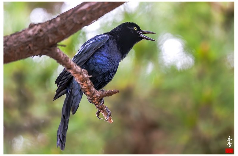 큰꼬리검은찌르레기사촌