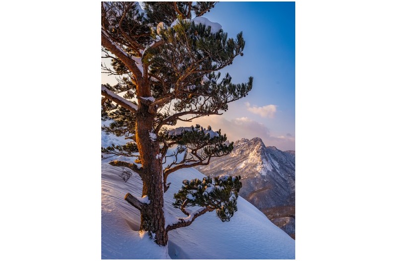 노송과  울산바위