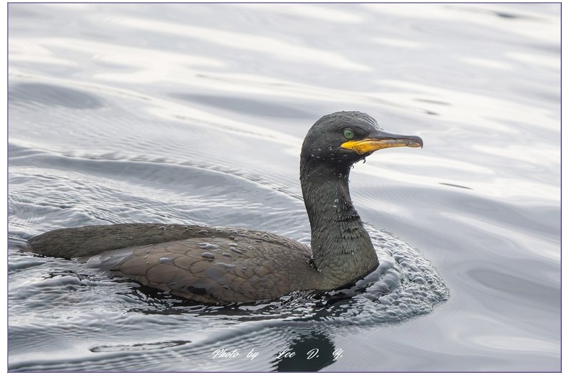 유럽가마우지 (European  Shag)