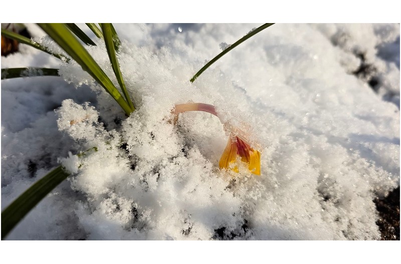 5,000만이 담는 사진의 시대지만 사진 역사에 딱 한 장 설 중 난초 “주금화”