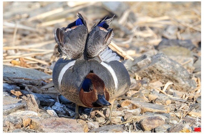 아메리카쇠오리