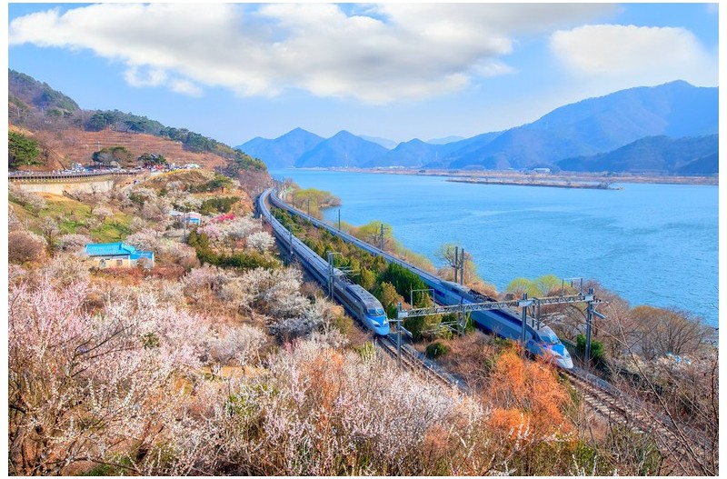 매화 만개 소식에 다시 찾아간 순매원