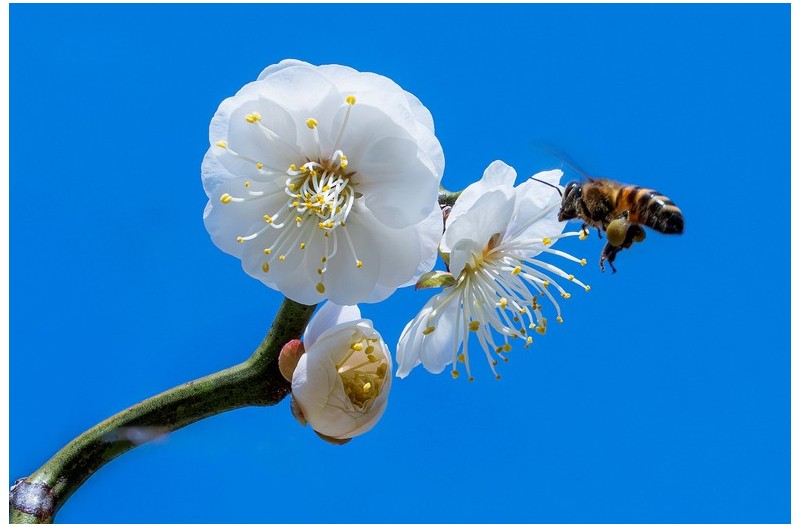 운용매(雲龍梅)