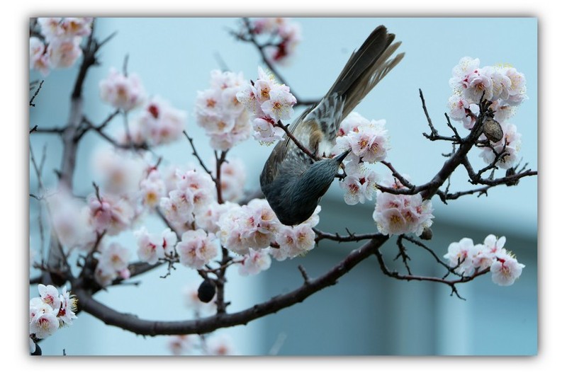 매화와 직바구리