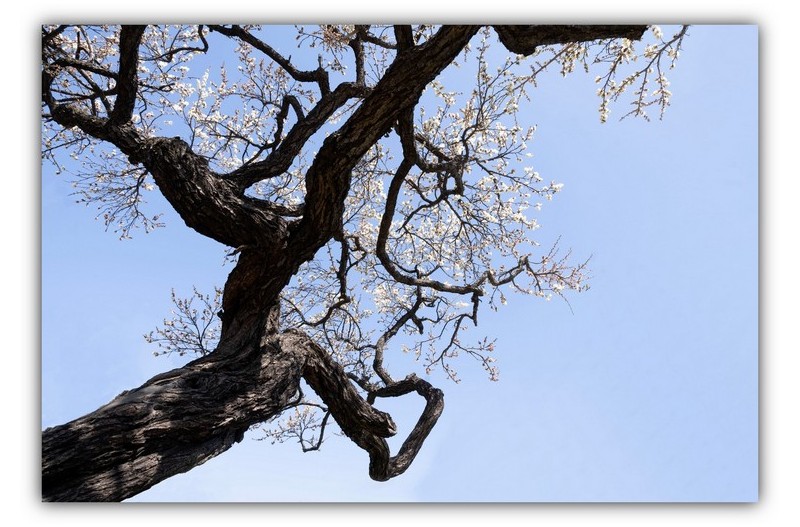 건설공고 매화 2