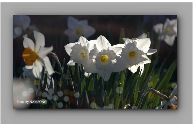 하얀 수선화 ----