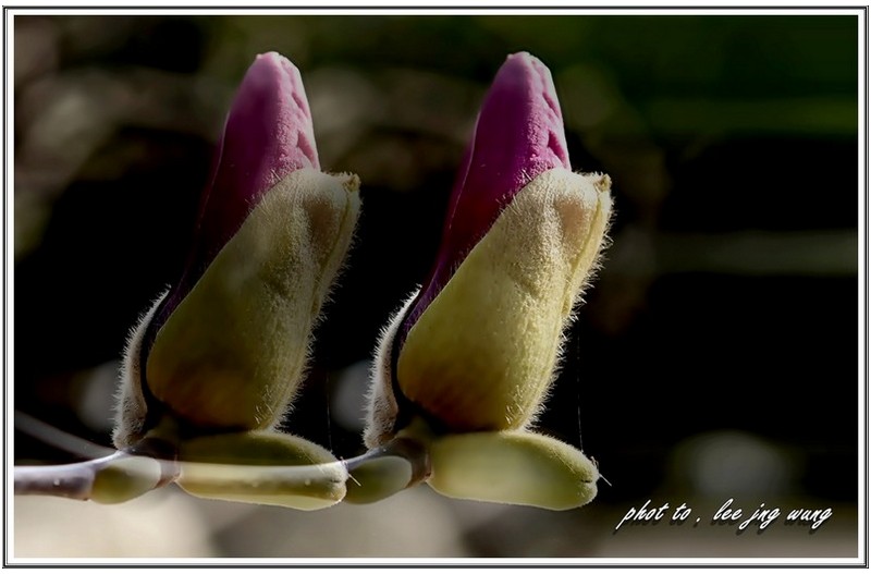 자 목연 개화중