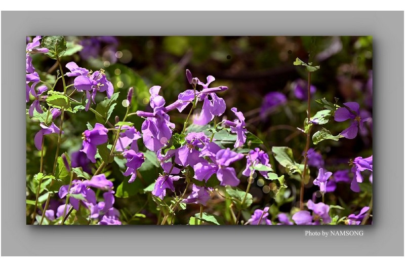 보랏빛 유채꽃 －－－－－