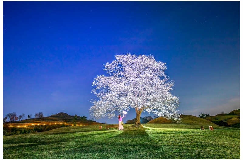 밤 벚꽃 놀이