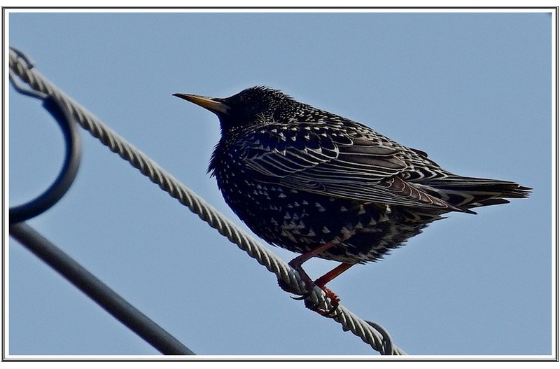 횐점  찌르레기