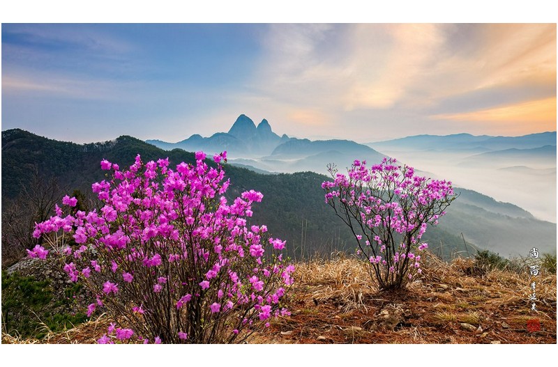 마이산진달래꽃