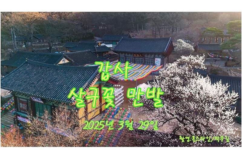 갑사살구꽃만발