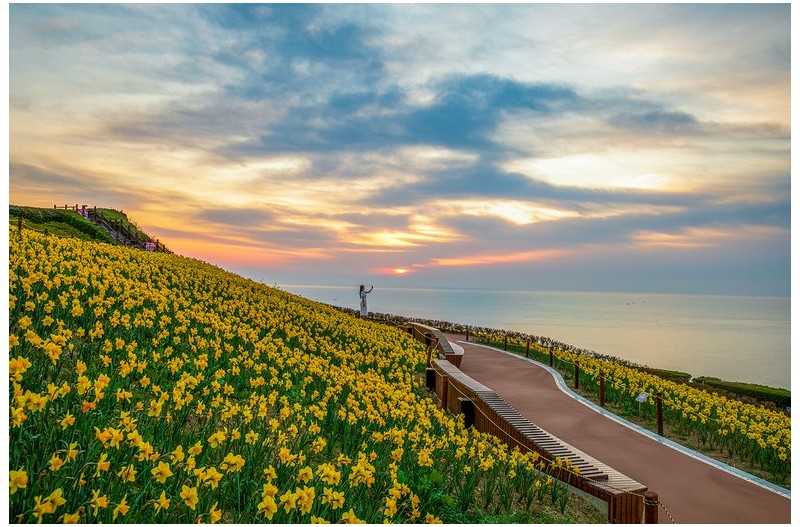 수선화 꽃밭의 일출