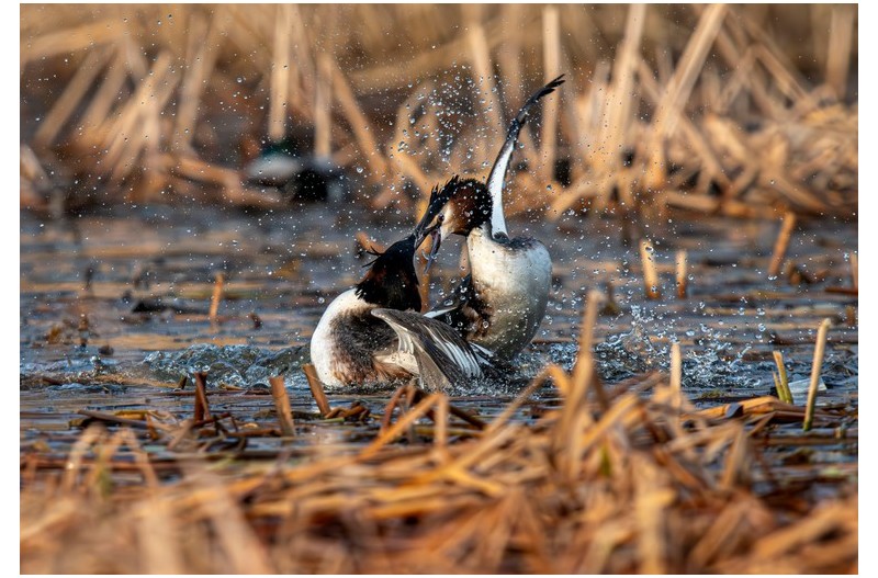 뿔논병아리 결투..