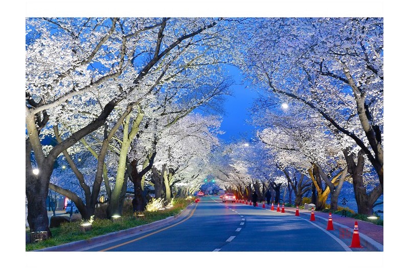 형산강 벚꽃터널