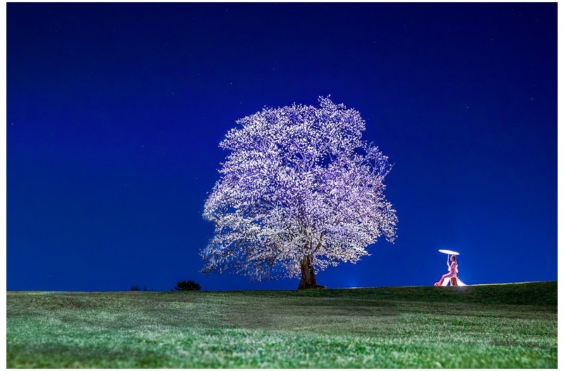 말이산 고분군 왕벚꽃