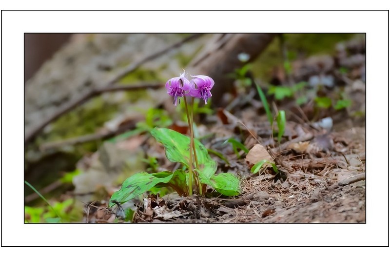 각선미좋은 얼레지..
