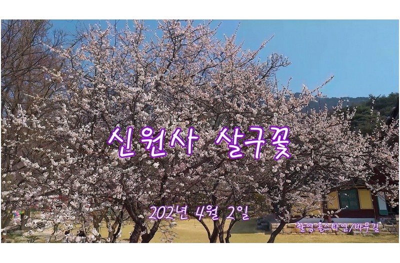 신원사 살구꽃만발
