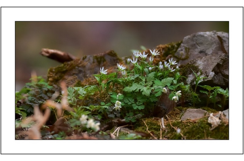 별꽃이 핀 풍경...