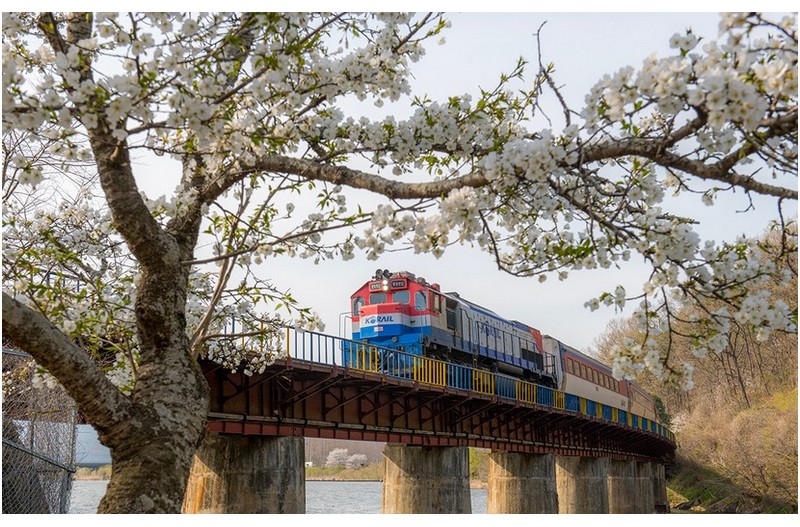벚꽃열차