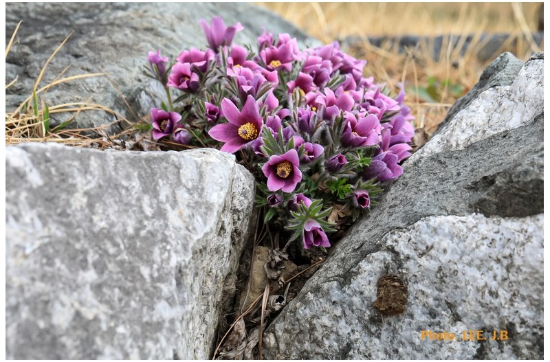 동강할미꽃 영월