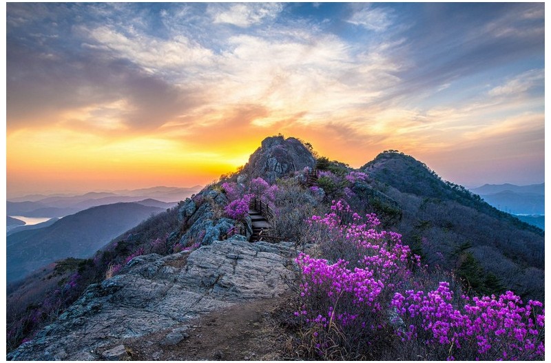 장복산의 진달래