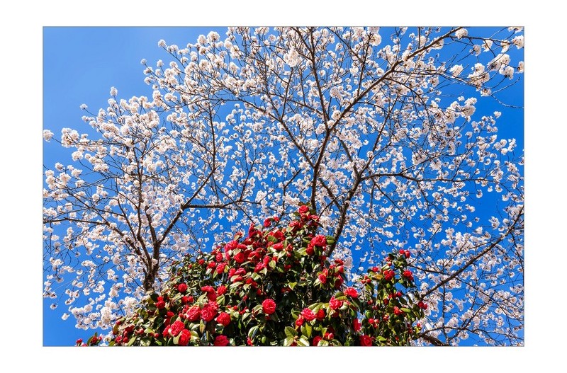 벚꽃과 동백의 만남