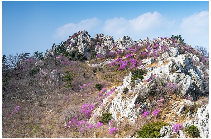 주작산 진달래꽃