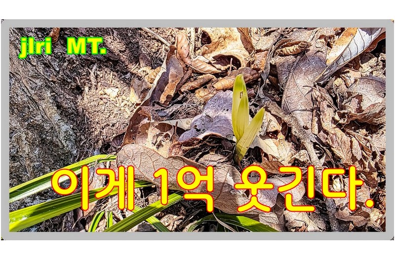 잡풀 하나에 1억 웃자 서반 2개체 장래 발전할 수 있는 단엽성 개체입니다.