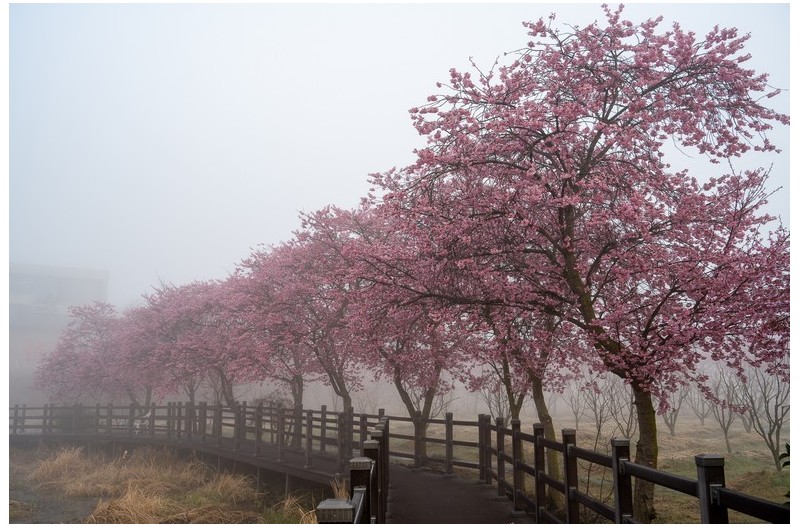 홍벚꽃