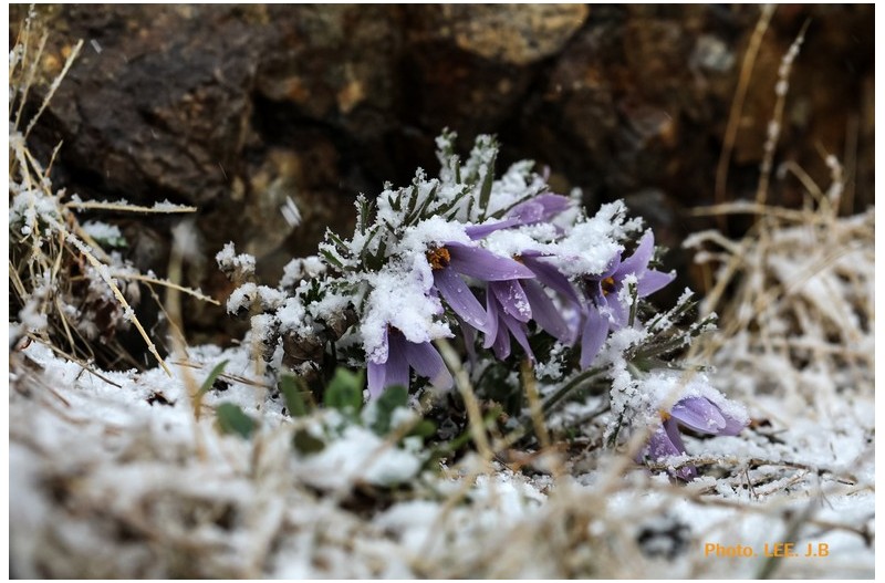 동강할미꽃 영월