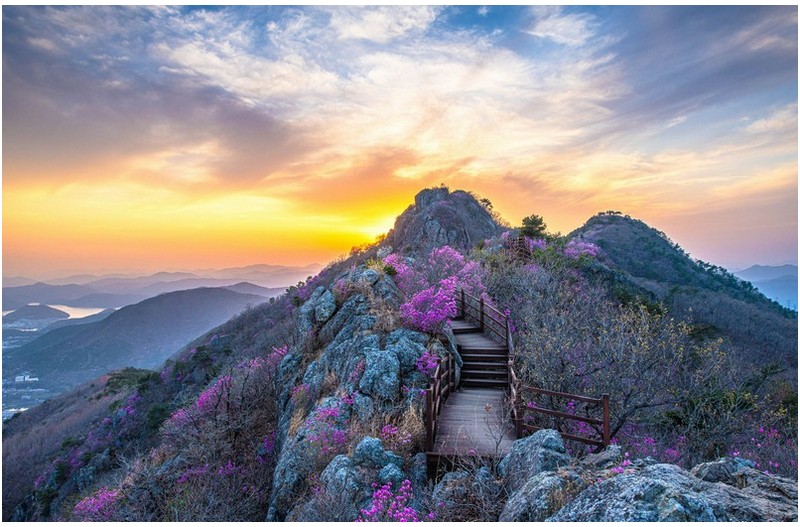 장복산의 진달래