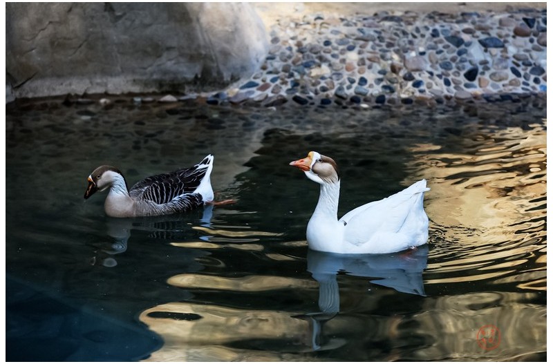 물속에서 노니는 고니