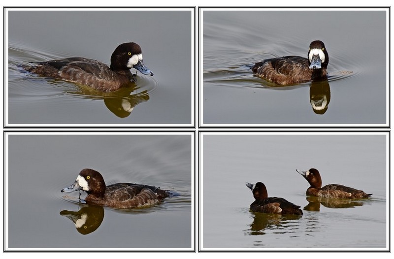 검은 머리 횐죽지
