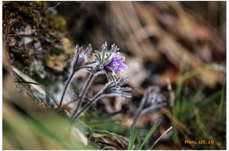 동강할미꽃 문산리