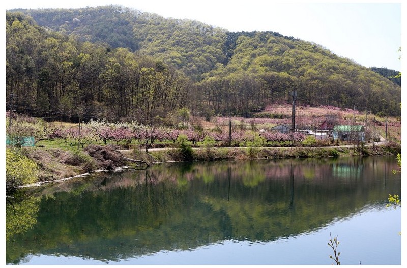 복사꽃 피는 산촌