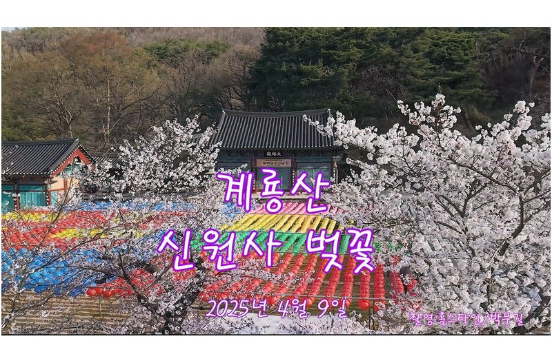 계룡산신원사벚꽃