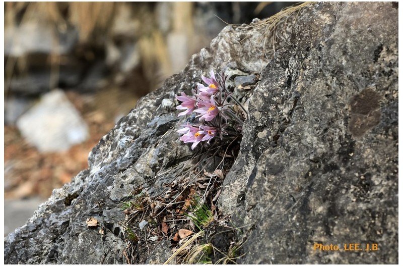 동강할미꽃 귤암리