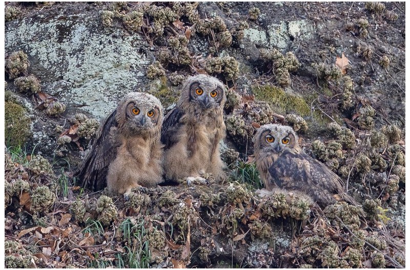 팔현습지 수리부엉이 유조 날개짓