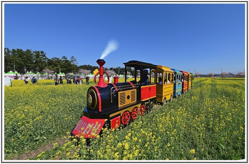 맹방 유채꽃 순회 열차