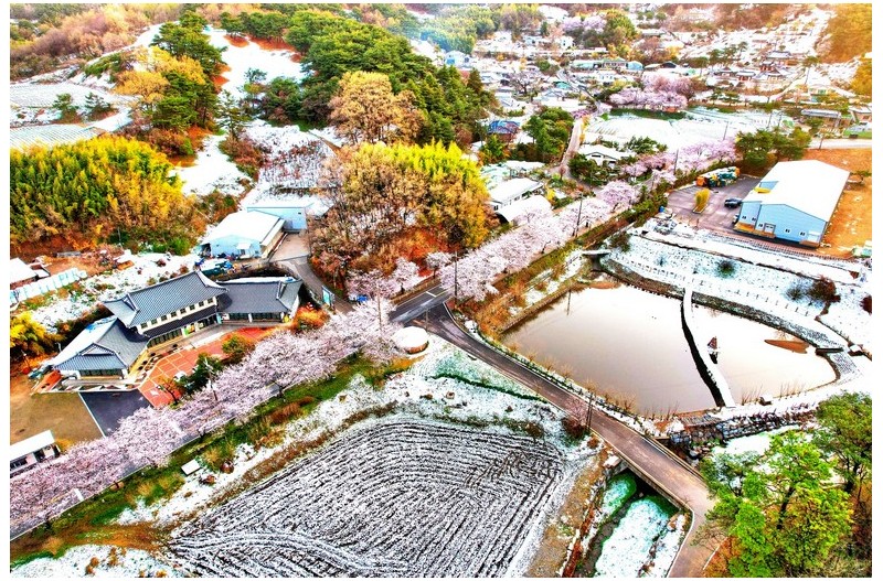 오늘.아침 / 봄 눈내린 - 벚꽂과 거북이마을 풍경