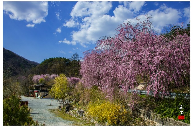 수양벚꽃