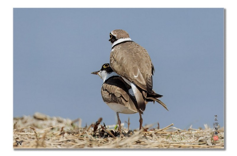 꼬마물떼새 사랑