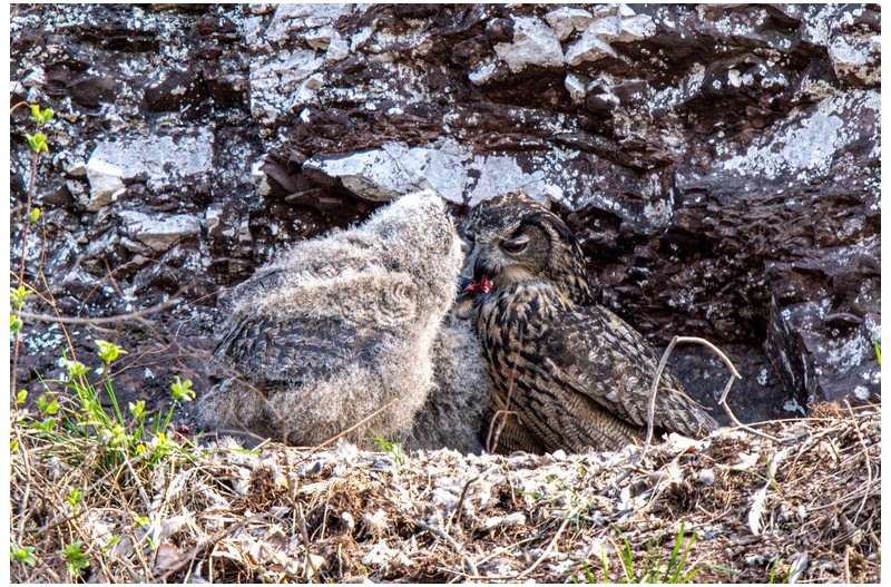 수리부엉이의 모정