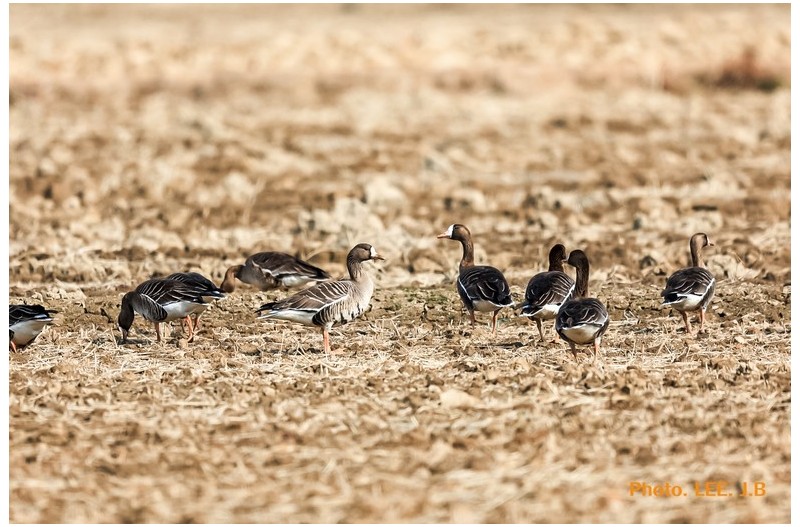 화포천 들녘의 쇠기러기
