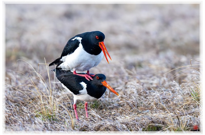 검은머리물떼새